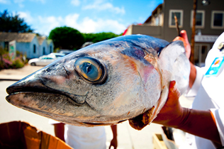 Albacore Tuna - http://www.flickr.com/photos/djs1021/3906751541/